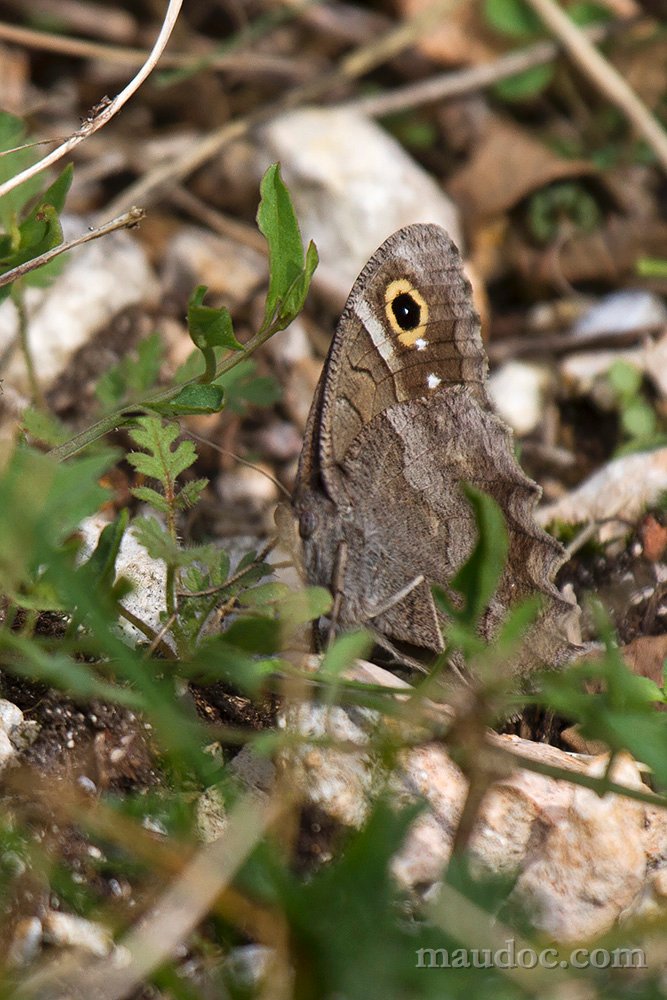 Hipparchia sp. - Verona