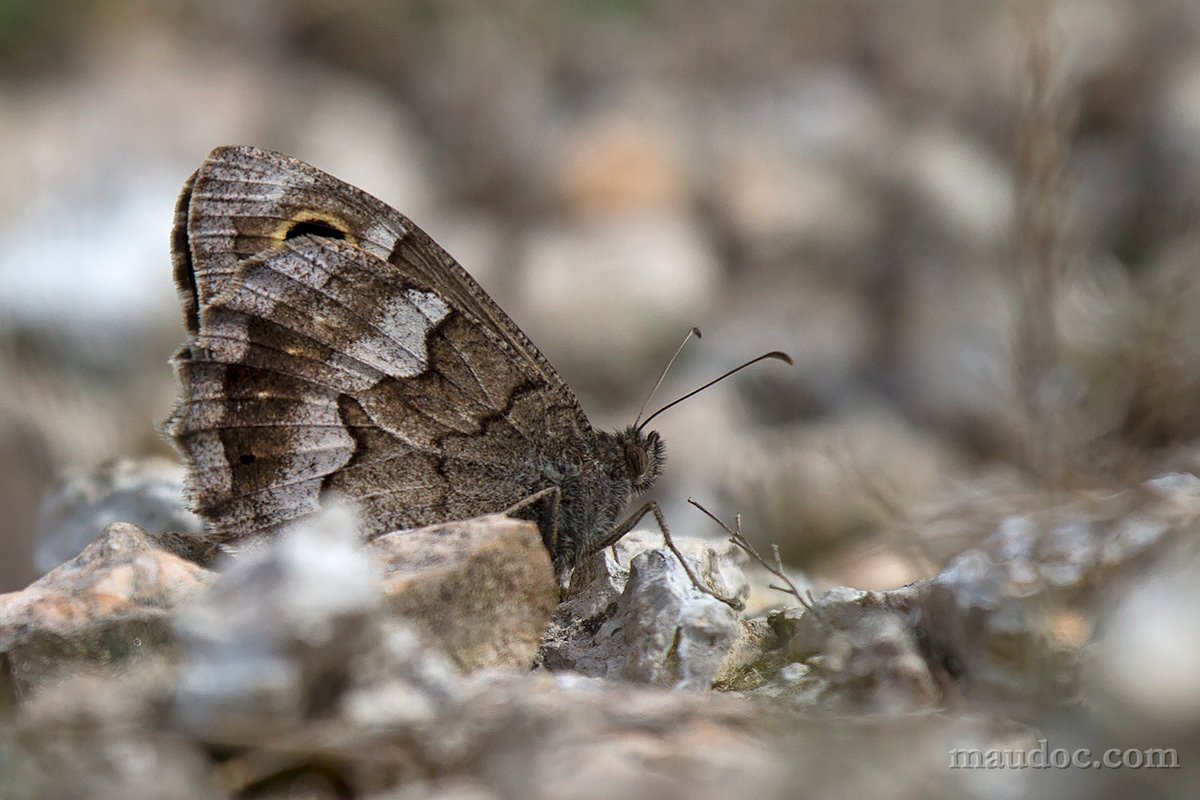 Hipparchia sp. - Verona