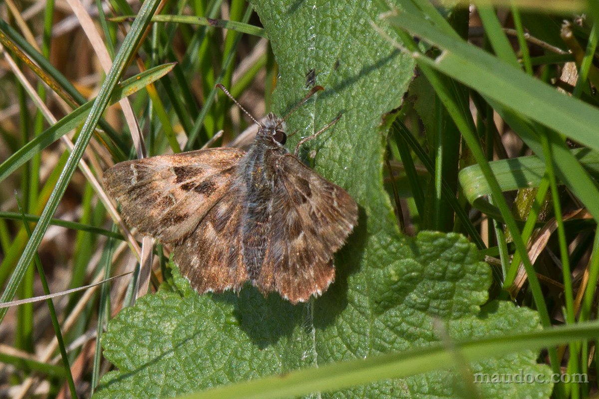 Carcharodus alceae? Verona