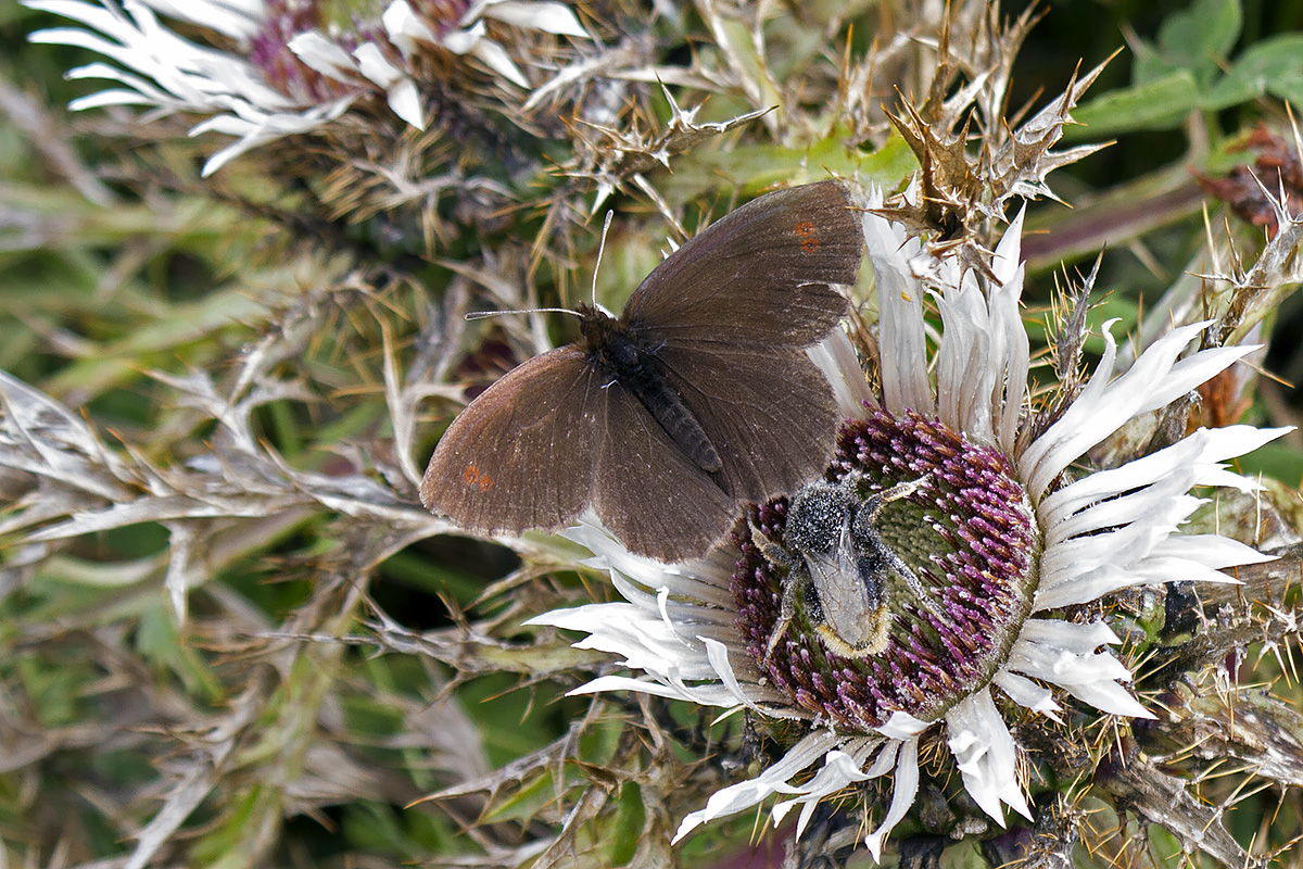 Ancora Erebia aethiops? Verona