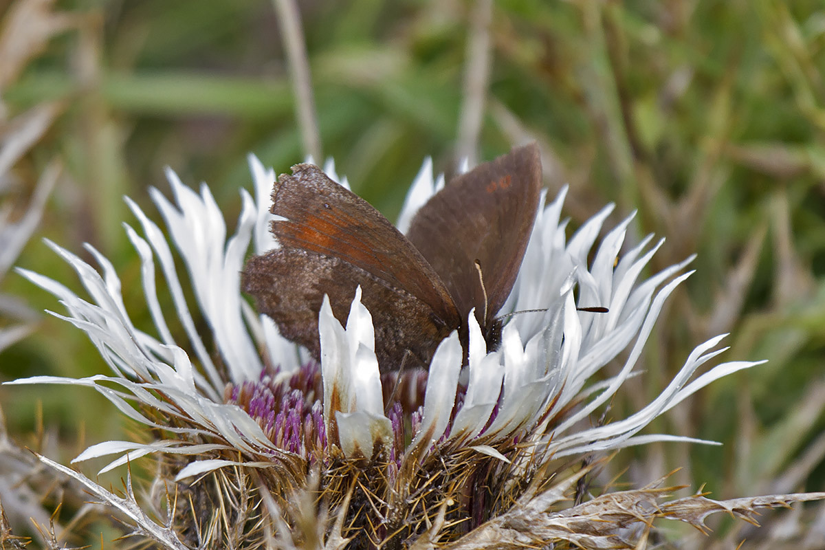 Ancora Erebia aethiops? Verona