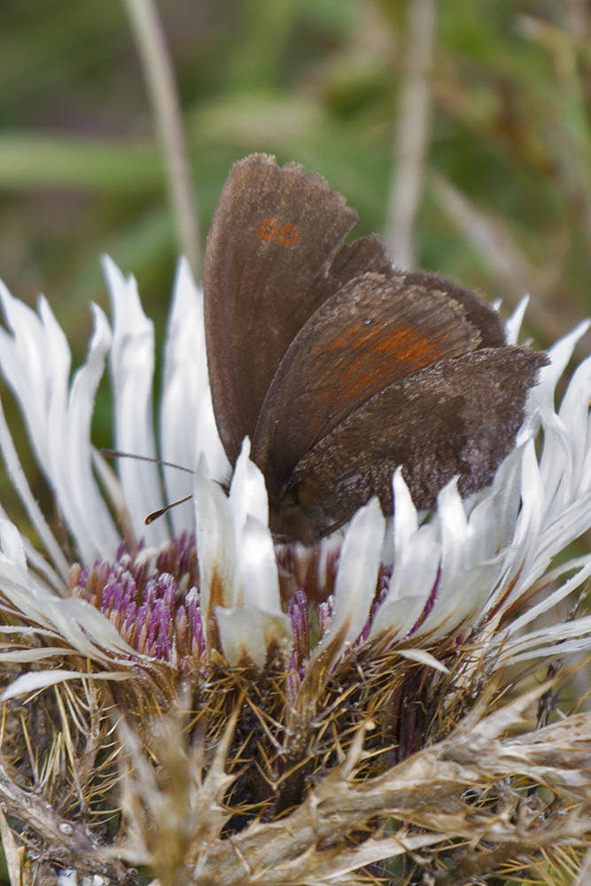 Ancora Erebia aethiops? Verona