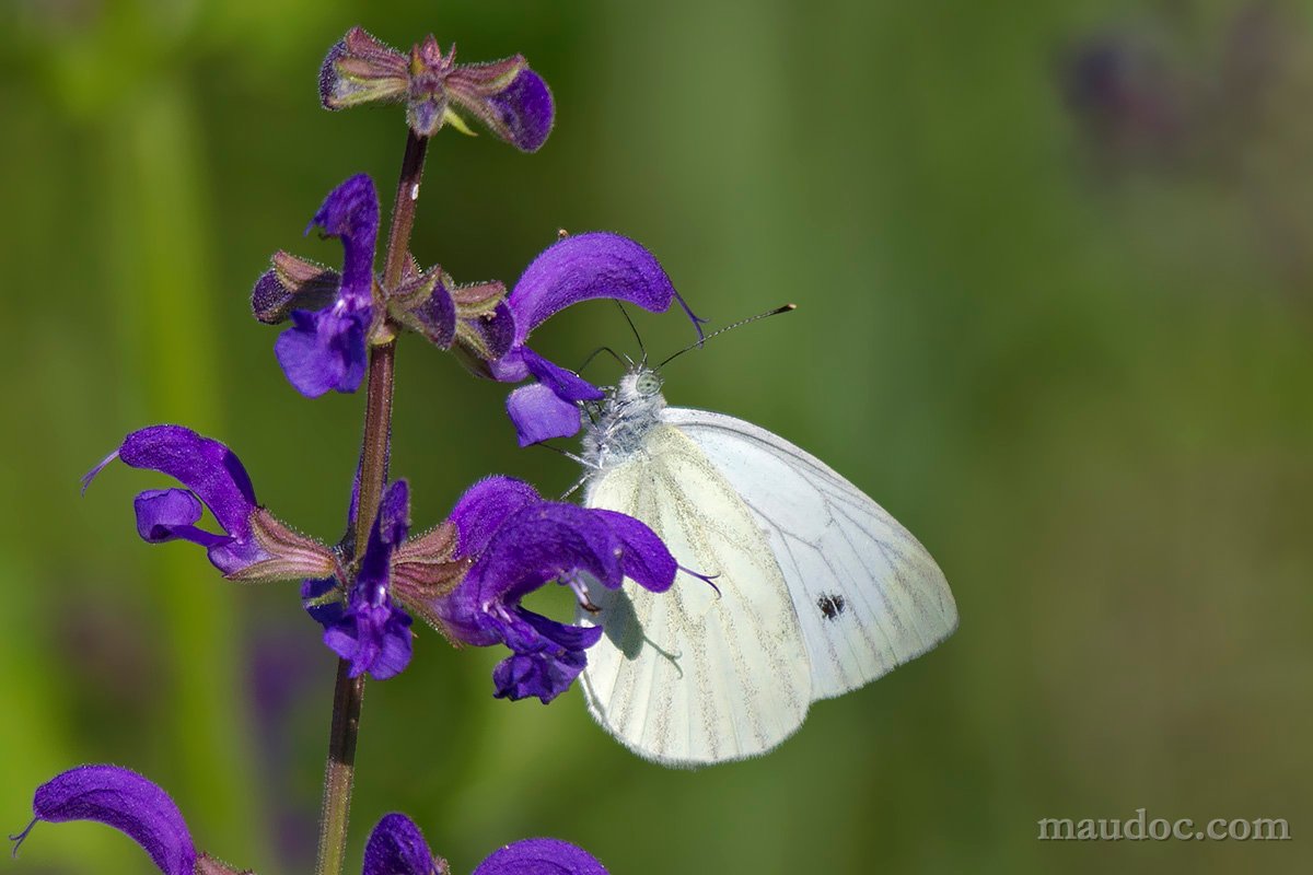 Ancora Pieris, Verona