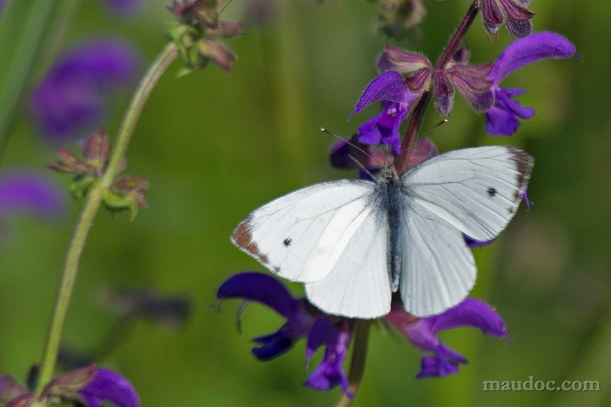 Ancora Pieris, Verona