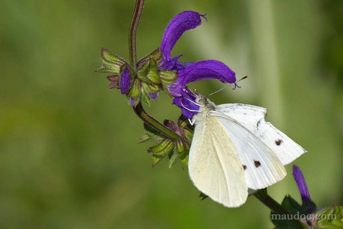 Ancora Pieris, Verona