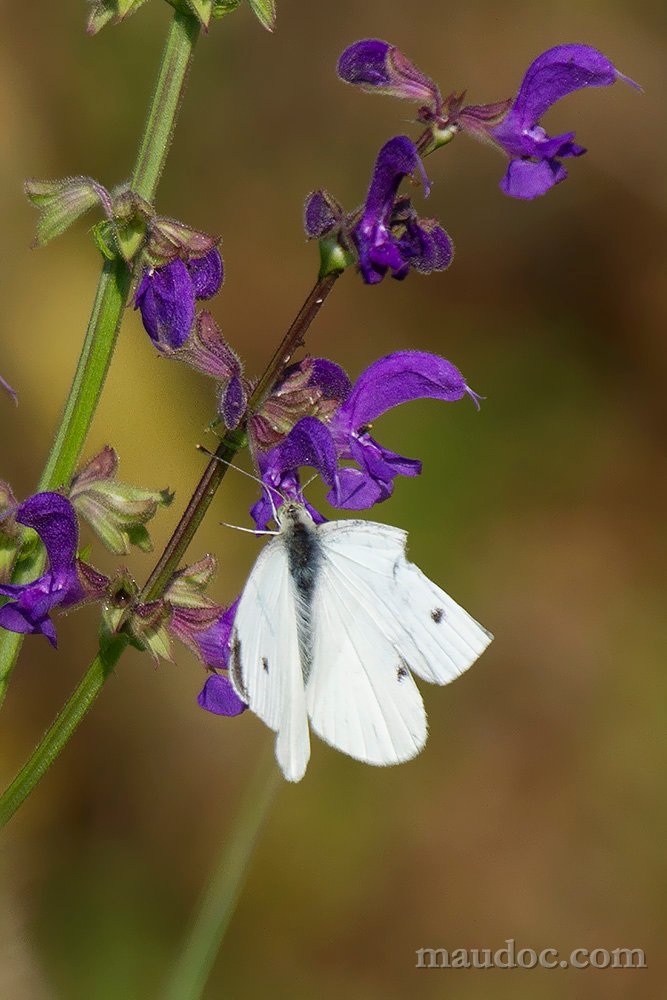 Ancora Pieris, Verona