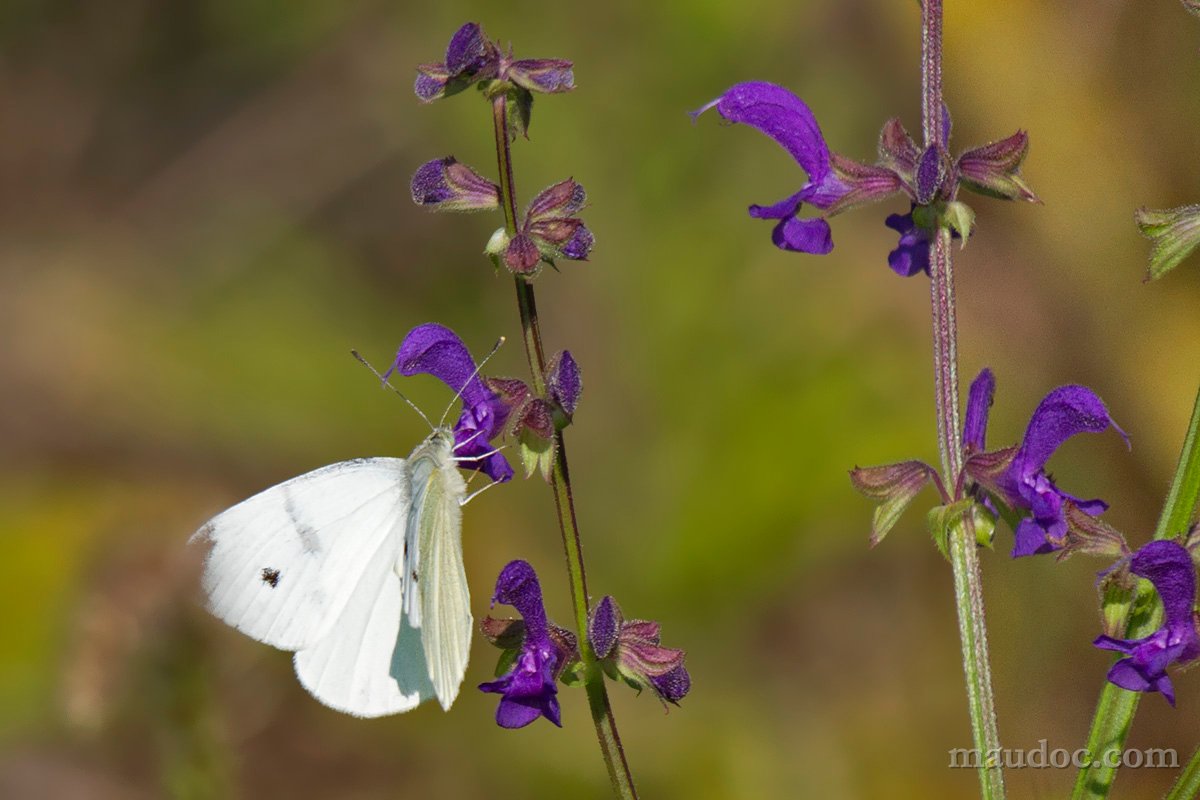 Ancora Pieris, Verona