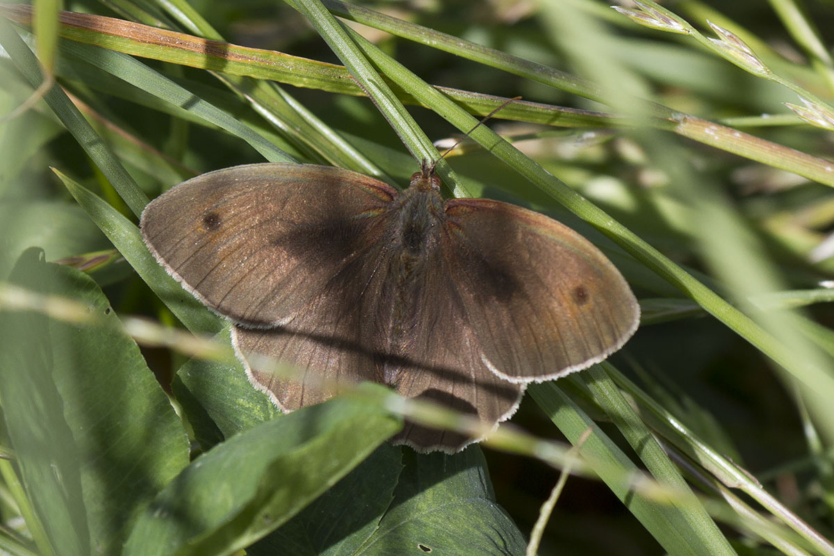 ID Satyrina (?), Verona