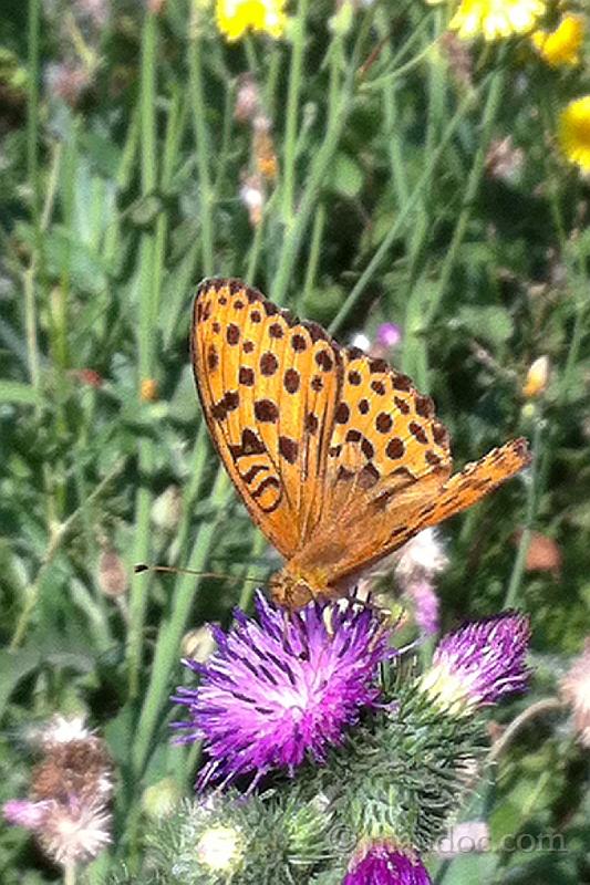 Melitaea didyma?