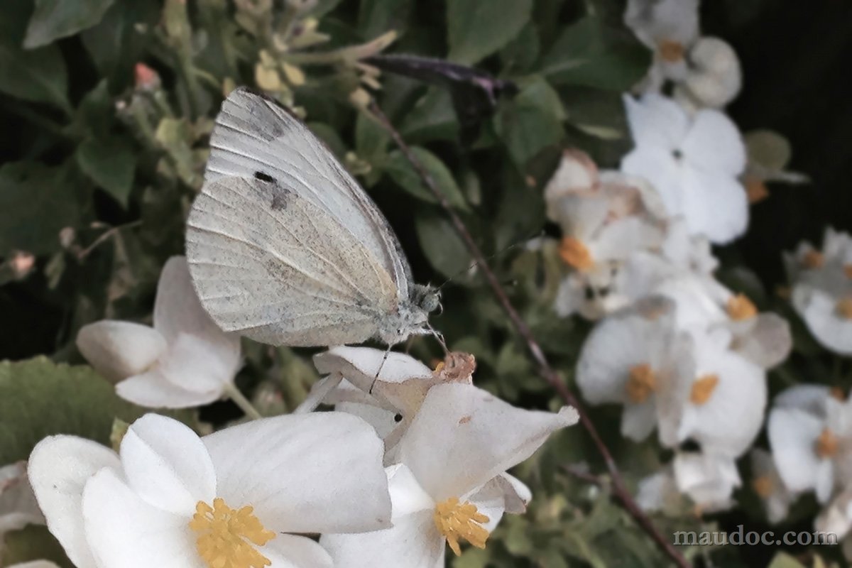 Pieris, Verona