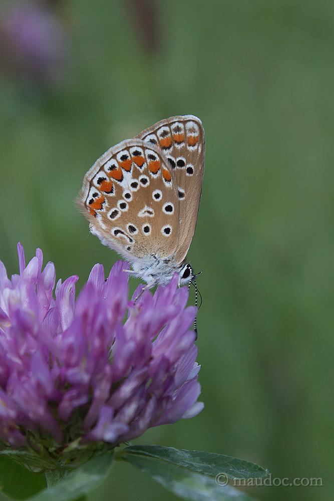 P. argyrognomon? Verona