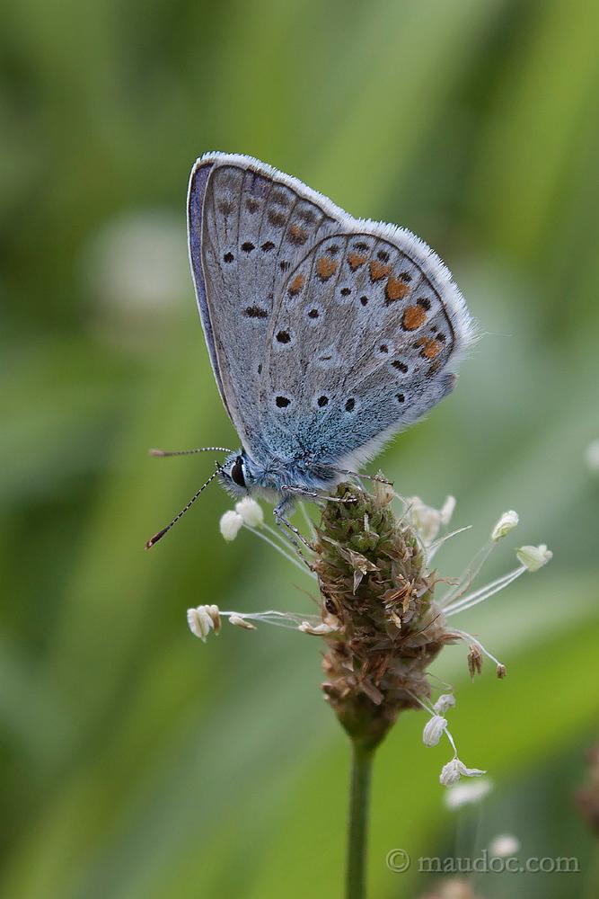 P. icarus? Verona