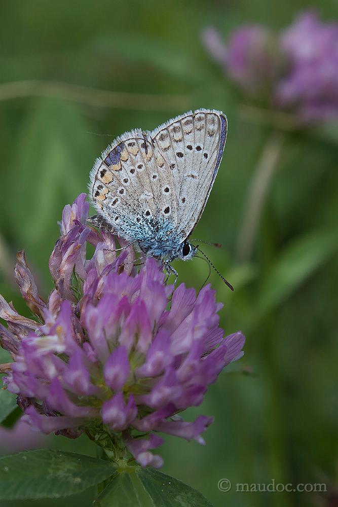 P. icarus? Verona