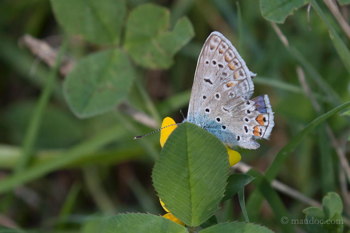 P. icarus? Verona