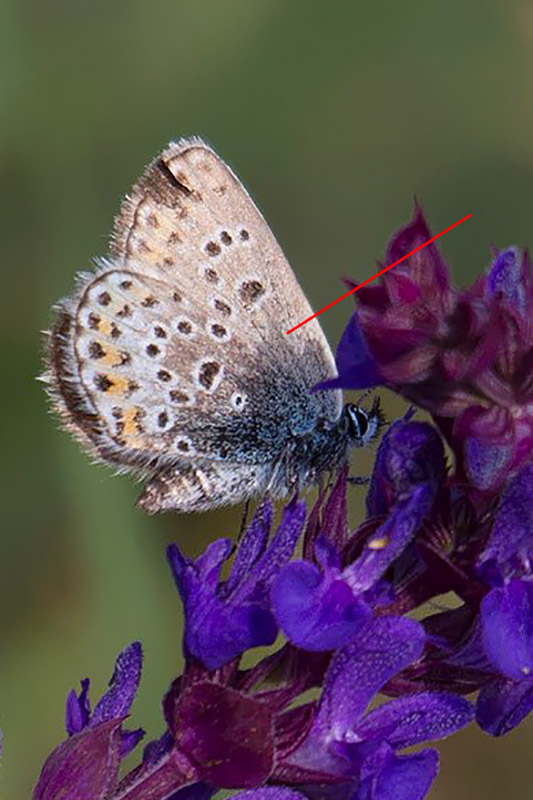 Ci colgo se dico Polyommatus icarus femmina?