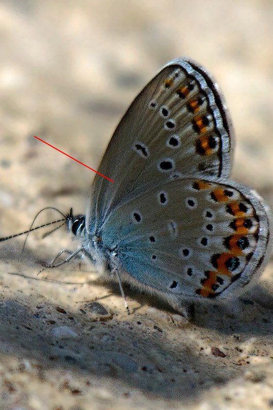 Ci colgo se dico Polyommatus icarus femmina?