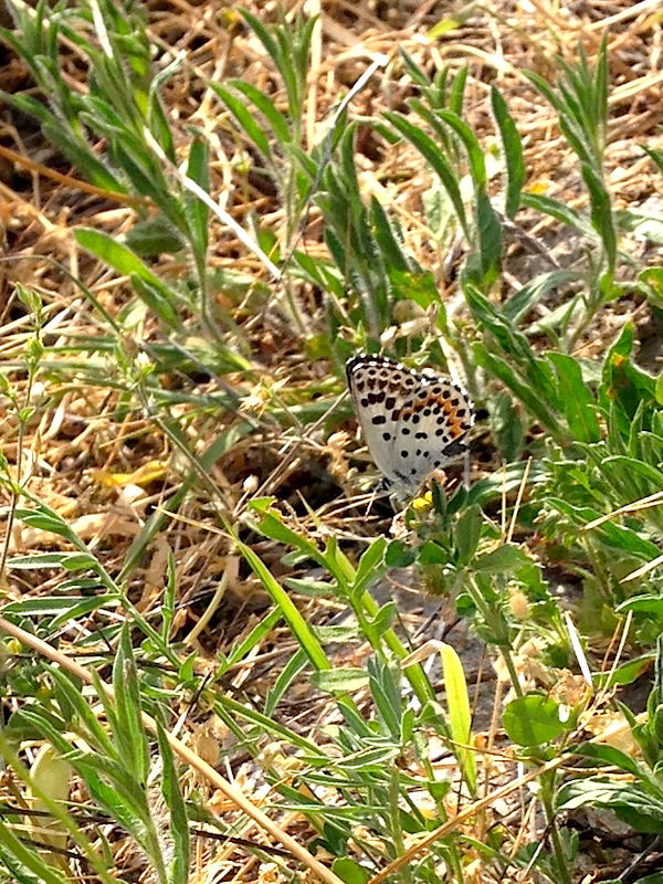 Plebejus sp?