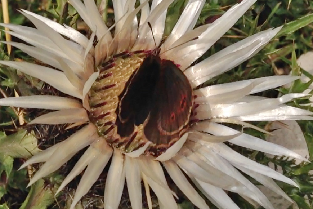 Erebia ID - Lessinia Veneto - con video