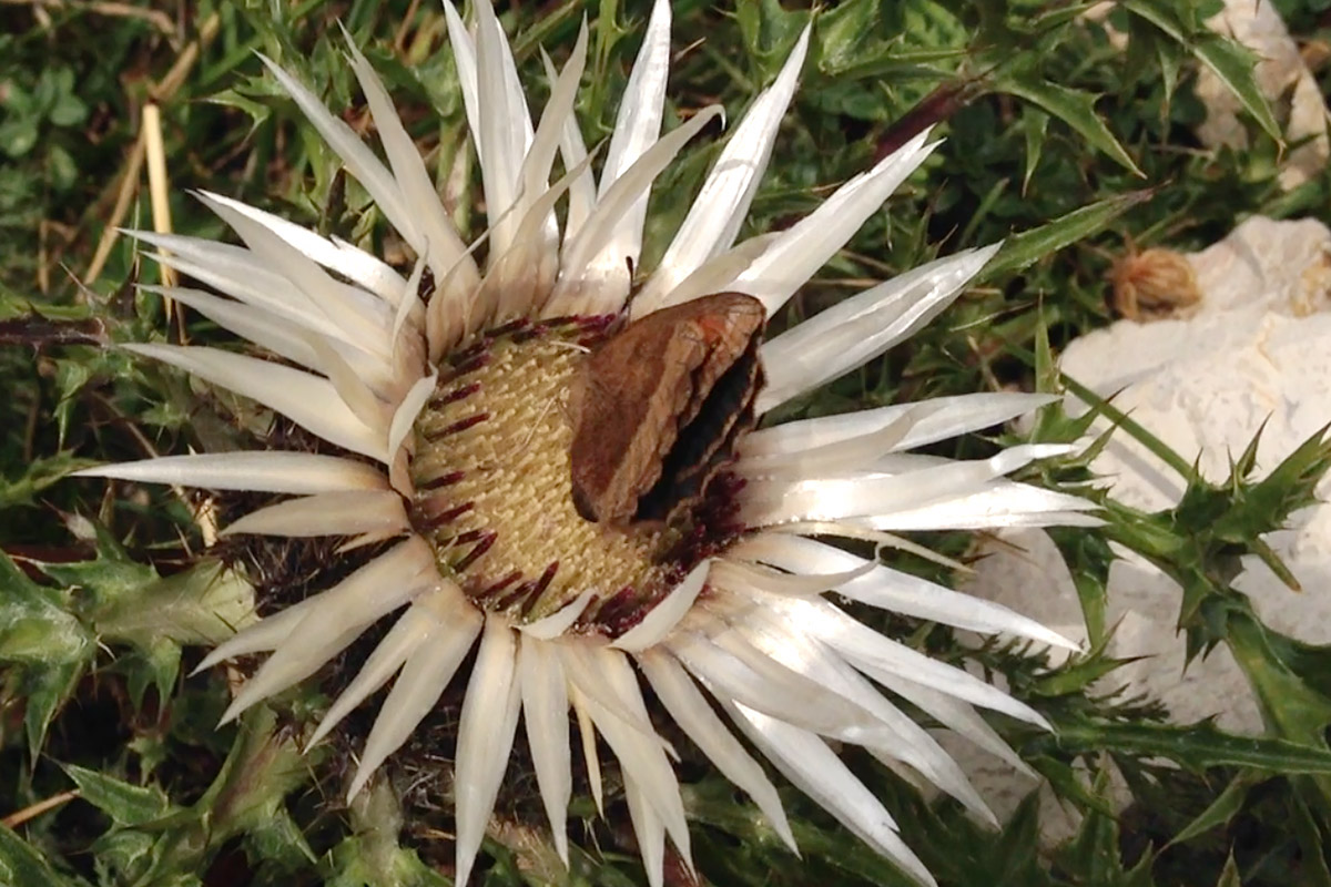 Erebia ID - Lessinia Veneto - con video