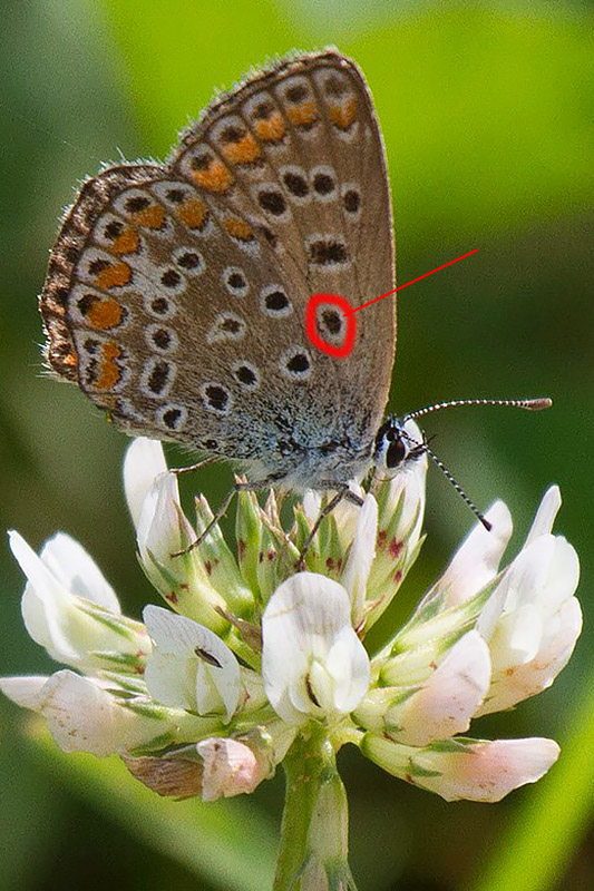 Ci colgo se dico Polyommatus icarus femmina?