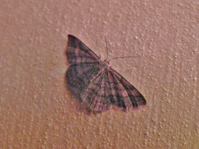 ID falena - Scopula (Scopula) rubiginata, Geometridae