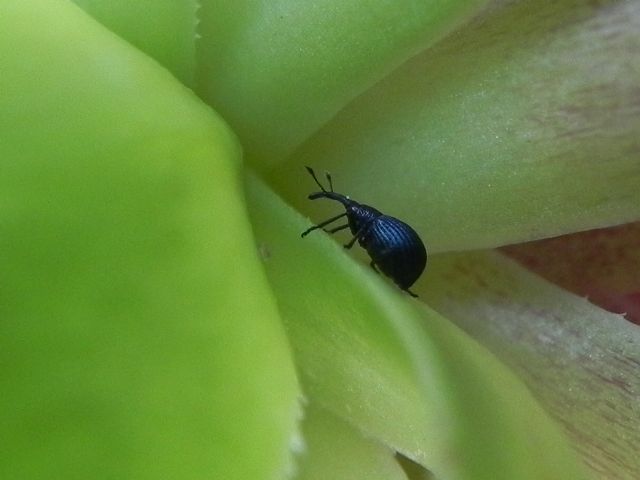 Holotrichapion pisi cfr. - Apionidae