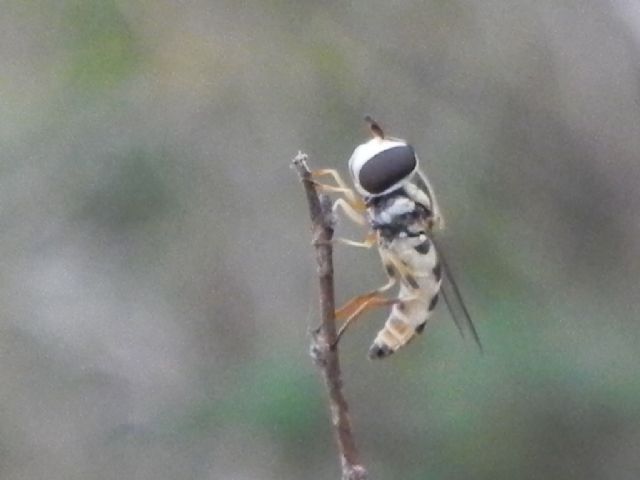 Syrphidae: cfr. Eupeodes sp.