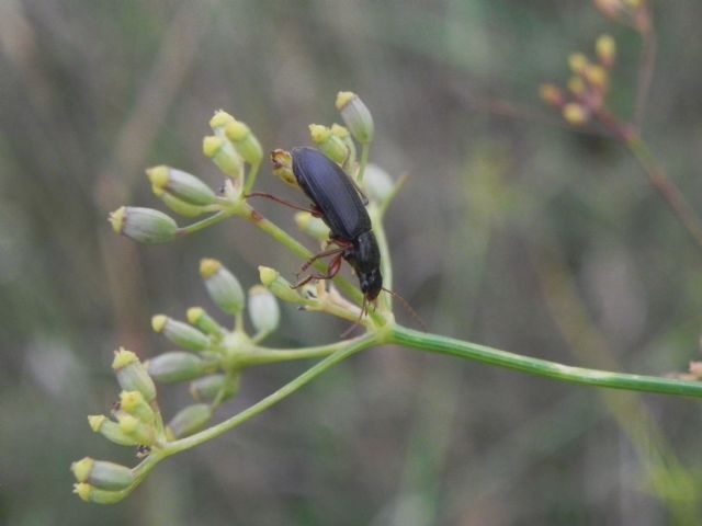 Carabidae: Ophonus (Metophonus) cfr. puncticeps