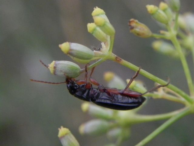 Carabidae: Ophonus (Metophonus) cfr. puncticeps