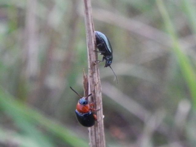 Chrysomelidae: cfr.: Altica sp. e Gastrophysa cfr. polygoni