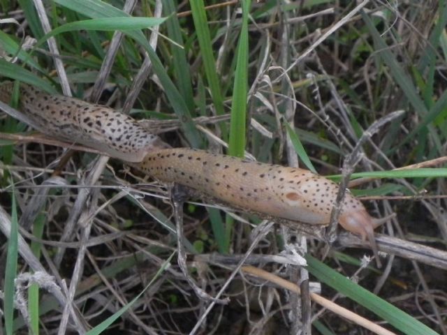 Limax maximus da Torre Angela (RM)