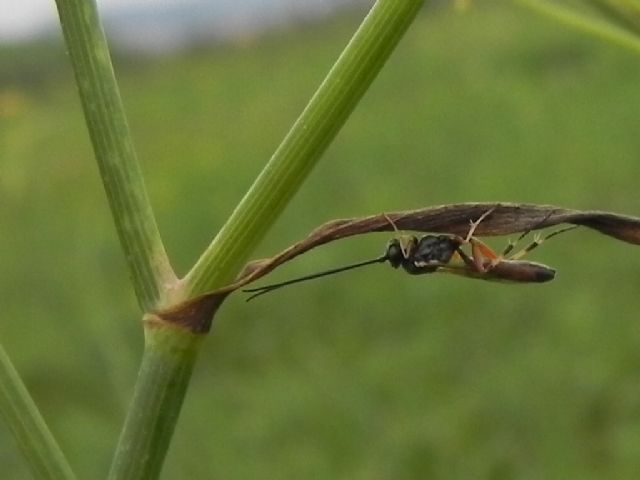 Ichneumonidae