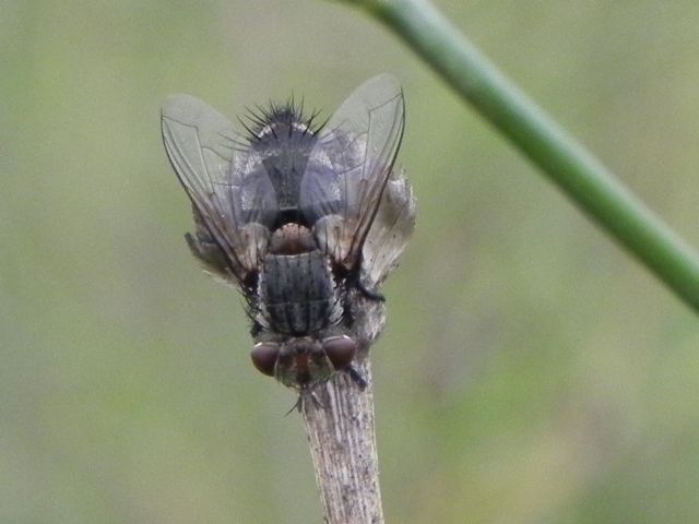 Tachinidae Goniinae