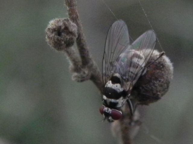 Muscidae: Limnophora obsignata, femmina