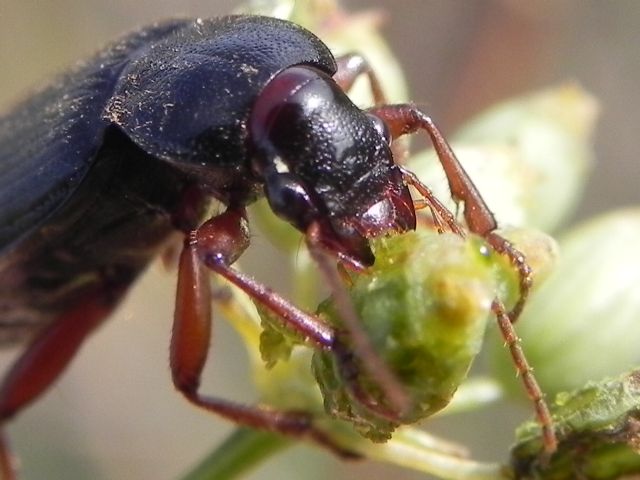 Carabidae: Ophonus (Metophonus) cfr. puncticeps