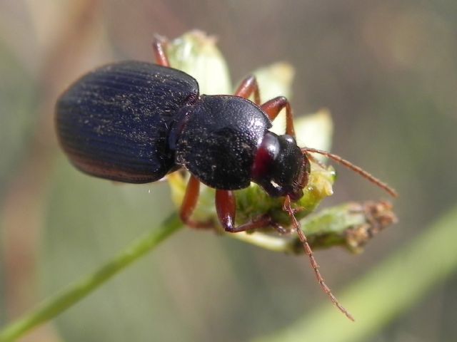 Carabidae: Ophonus (Metophonus) cfr. puncticeps