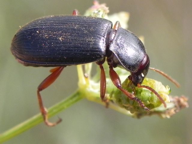 Carabidae: Ophonus (Metophonus) cfr. puncticeps