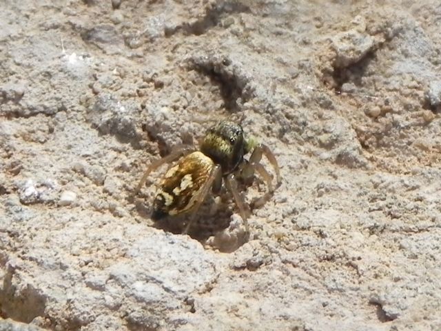 Heliophanus  sp.  - Torre Angela (RM)