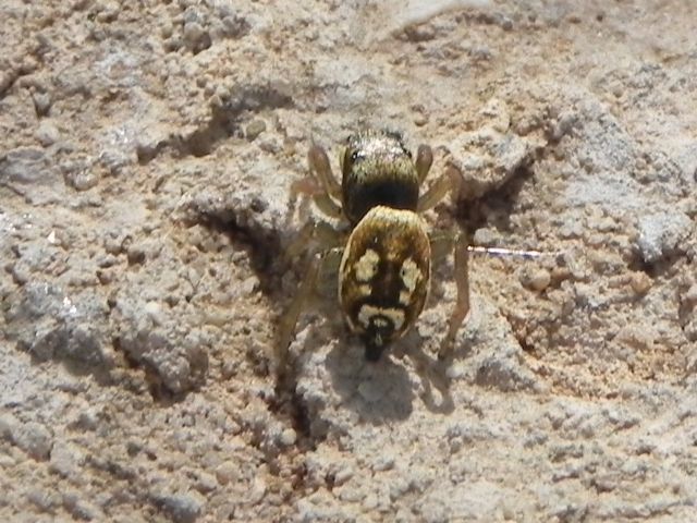 Heliophanus  sp.  - Torre Angela (RM)