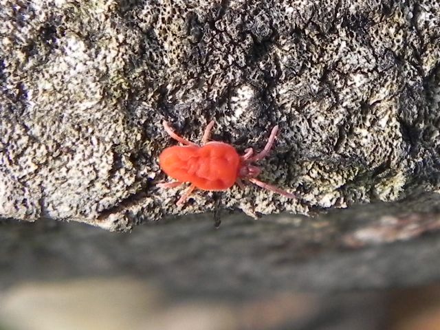 Trombidiidae: Trombidium sp.  - Torre Angela (Roma)