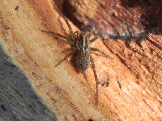 Pardosa sp. - Torre Angela (Roma, periferia est)