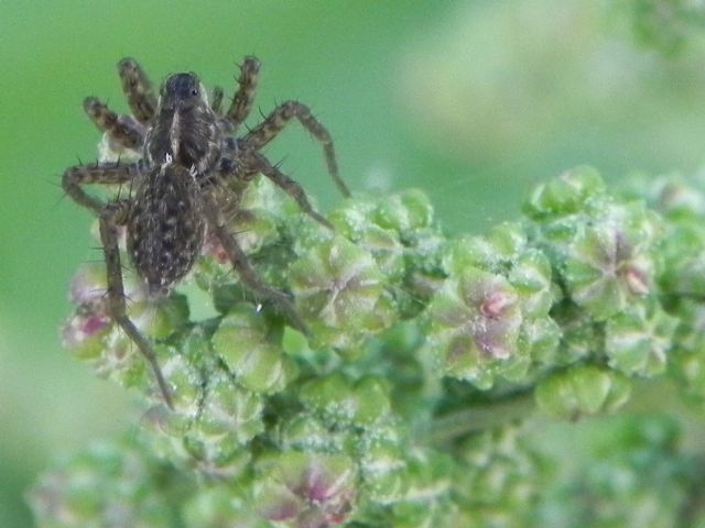 Pardosa sp. - Torre Angela (Roma, periferia est)