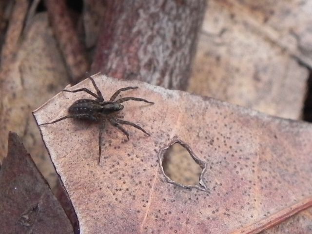 Pardosa sp. - Torre Angela (Roma, periferia est)