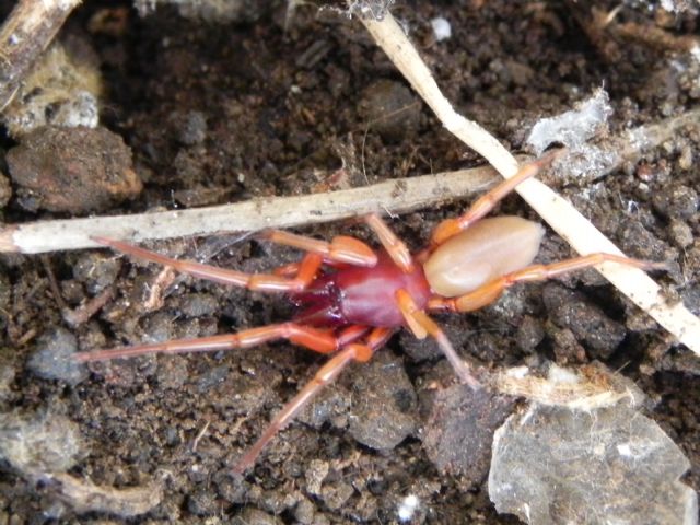 Dysdera sp. -  Torre Angela (Roma, periferia est)