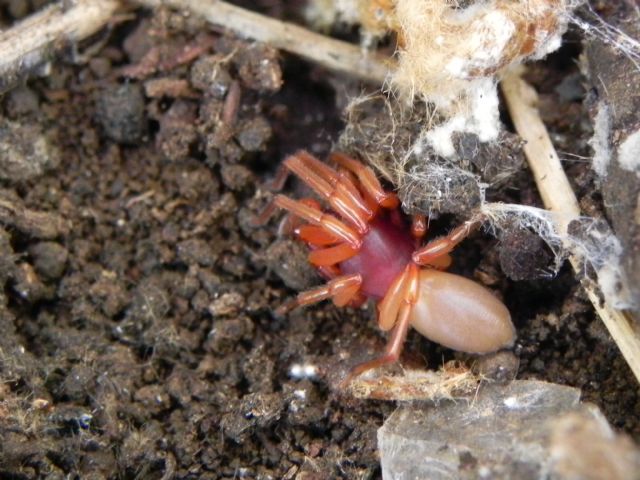 Dysdera sp. -  Torre Angela (Roma, periferia est)