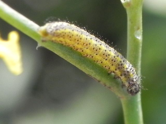 ID bruco - Cfr. Pontia edusa