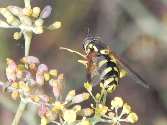 Chrysotoxum sp., Syrphidae