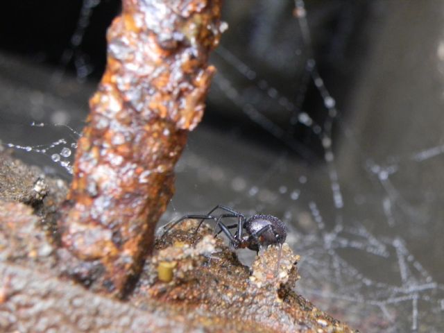 Steatoda grossa  - Torre Angela (Roma, periferia est)