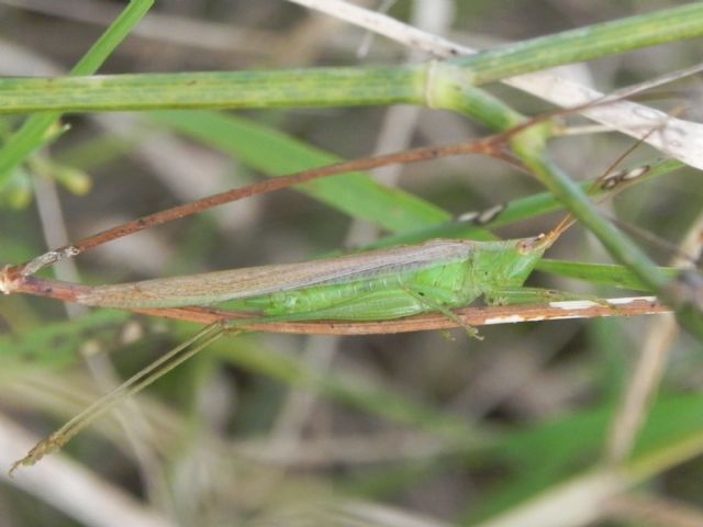 Conocephalidae:  cfr. Conocephalus conocephalus