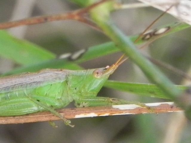 Conocephalidae:  cfr. Conocephalus conocephalus